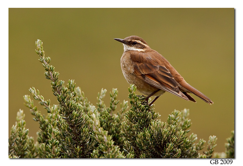 Pretty Bar-winged cinclodes