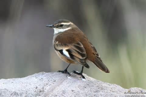 Pretty Bar-winged cinclodes