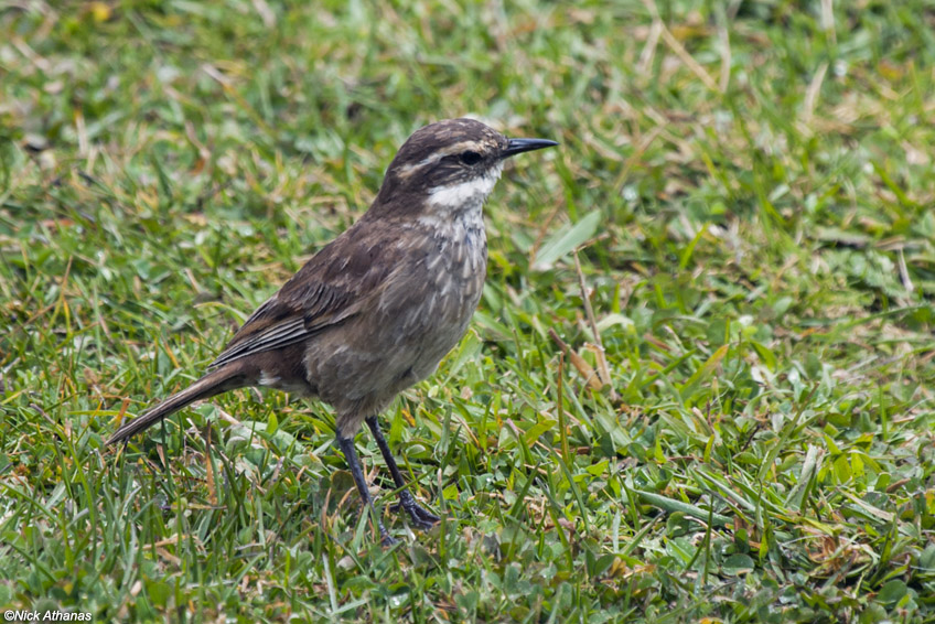 Pretty Bar-winged cinclodes