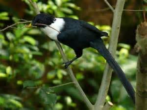 Bare-eyed myna
