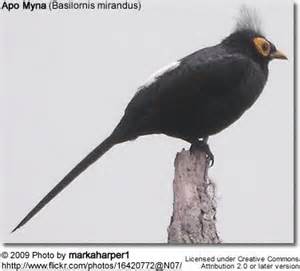 Pretty Bare-eyed myna