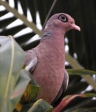 Pretty Bare-eyed myna