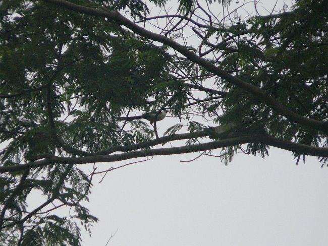 Pretty Bare-eyed myna