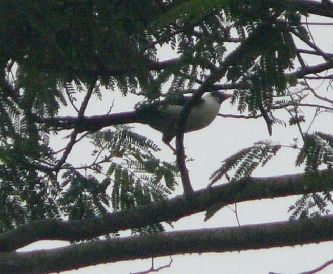 Pretty Bare-eyed myna