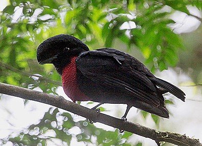 Pretty Bare-necked umbrellabird