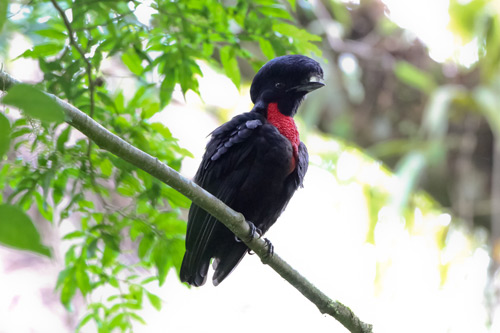 Pretty Bare-necked umbrellabird