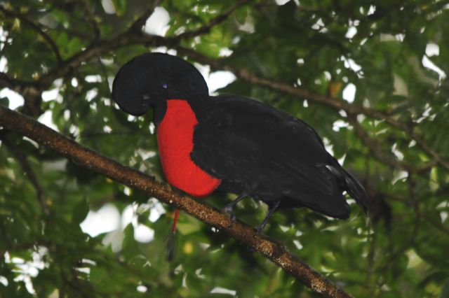 Pretty Bare-necked umbrellabird