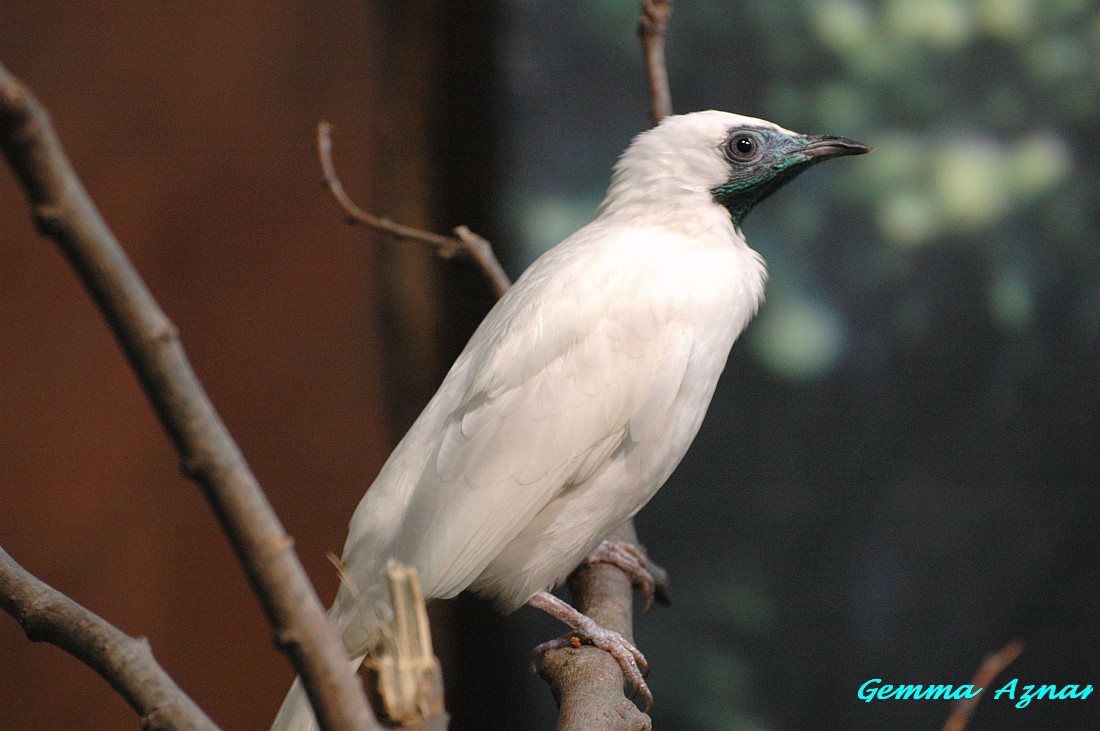 Bare-throated bellbird