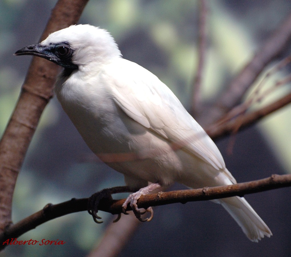 Pretty Bare-throated bellbird