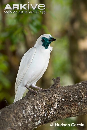 Pretty Bare-throated bellbird