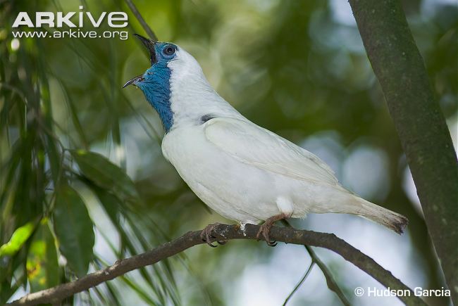 Pretty Bare-throated bellbird