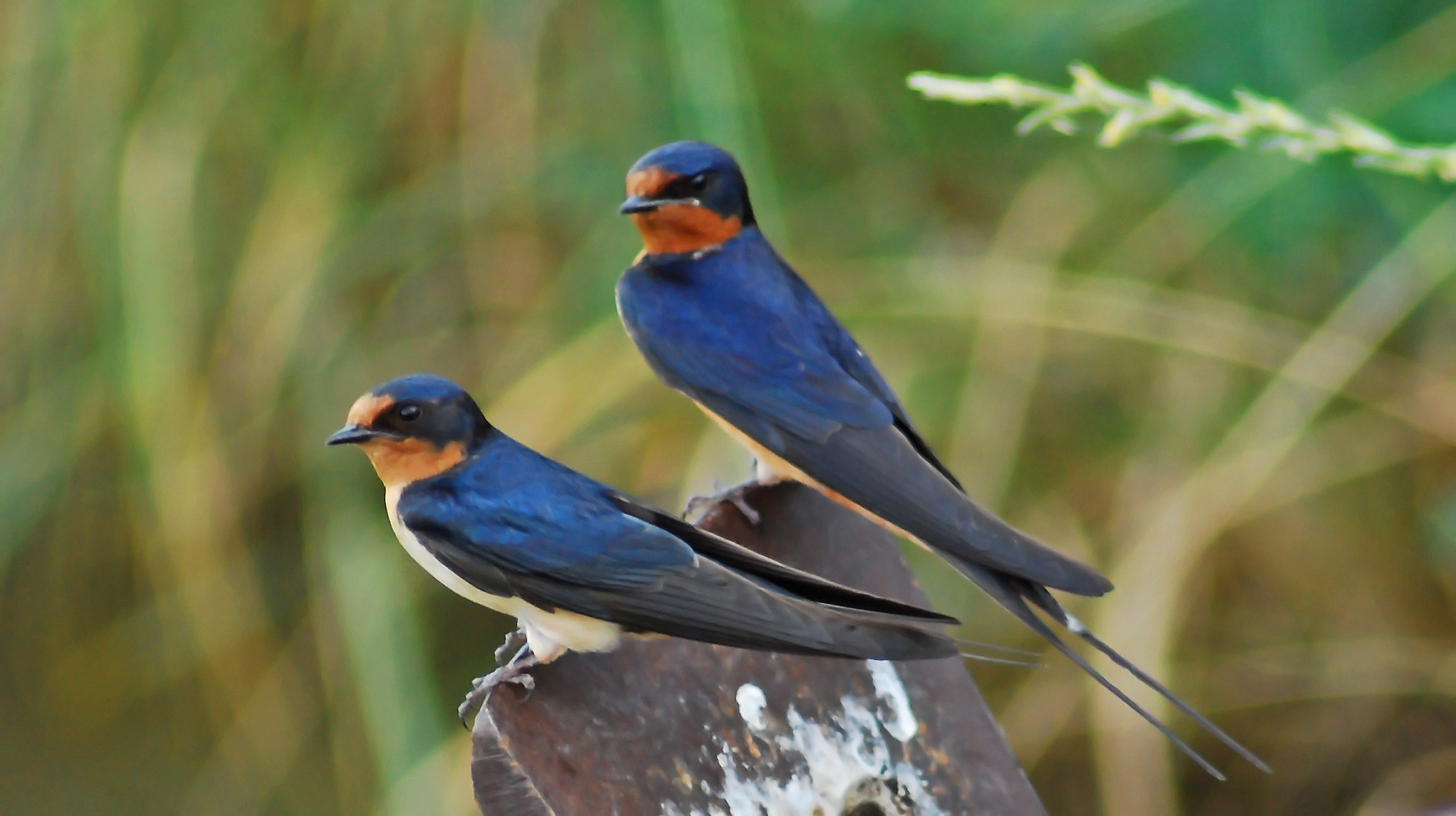 Barn swallow