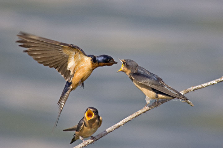 Pretty Barn swallow