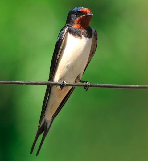 Pretty Barn swallow