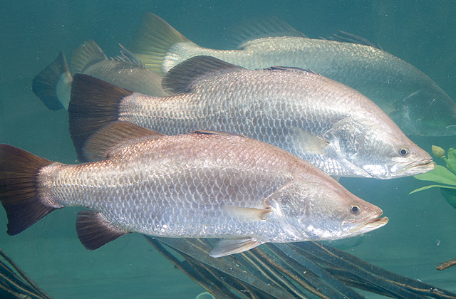 Barramundi