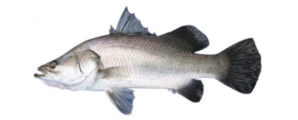 Pretty Barramundi