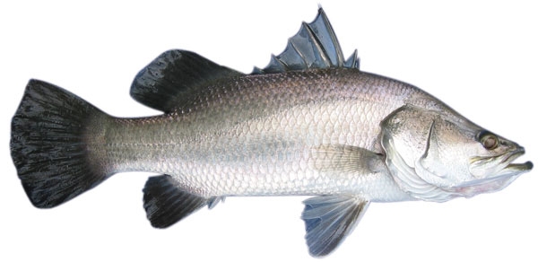 Pretty Barramundi