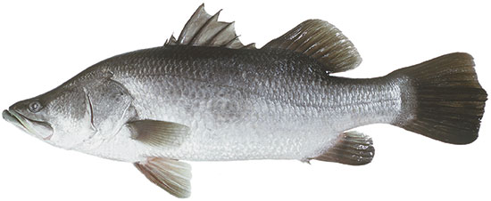 Pretty Barramundi