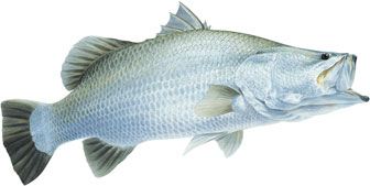 Pretty Barramundi