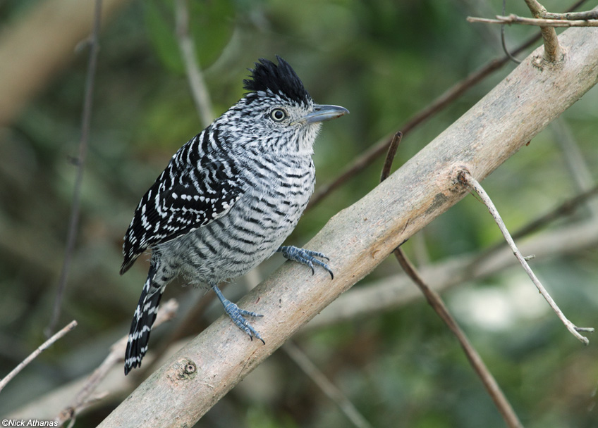Pretty Barred antshrike