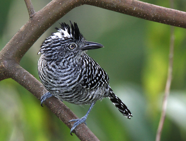 Pretty Barred antshrike