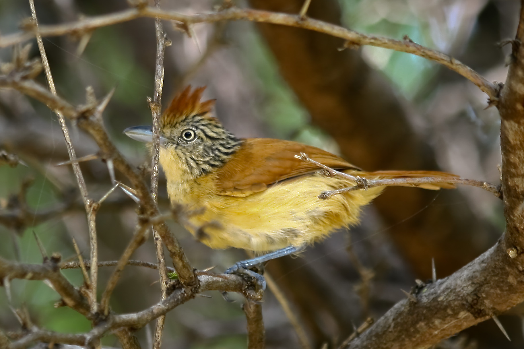 Pretty Barred antshrike