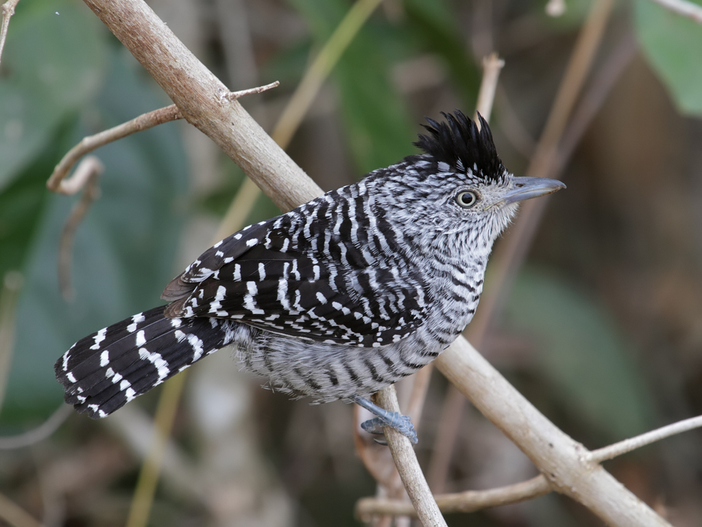 Pretty Barred antshrike