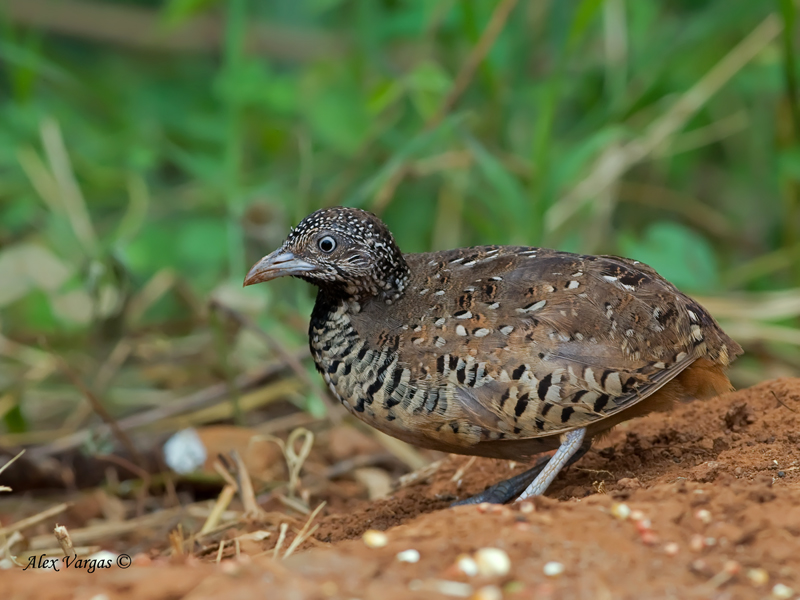 Pretty Barred buttonquail