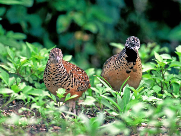 Pretty Barred buttonquail