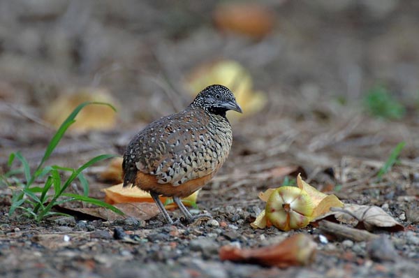 Pretty Barred buttonquail