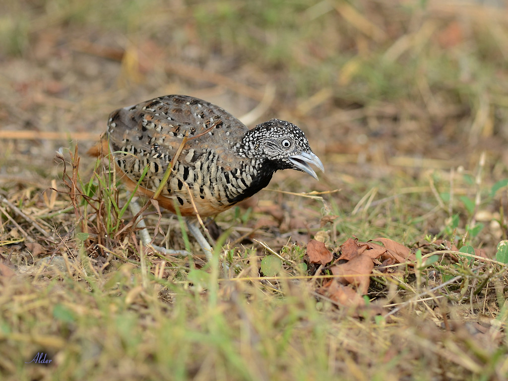Pretty Barred buttonquail