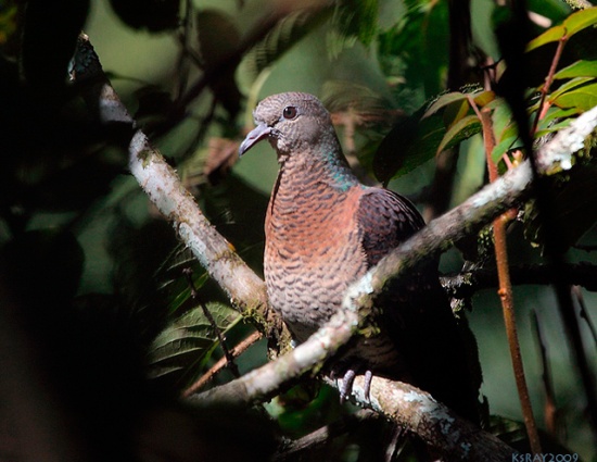 Barred cuckoo-dove
