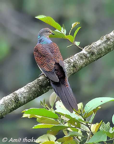 Pretty Barred cuckoo-dove