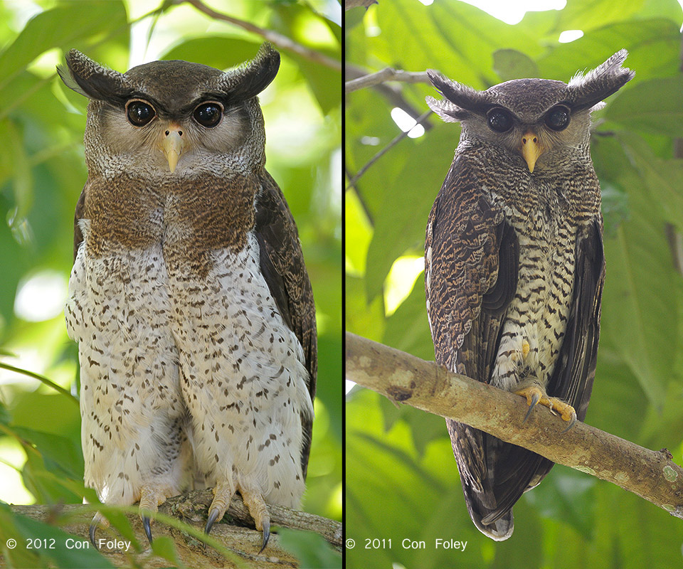 Pretty Barred eagle-owl