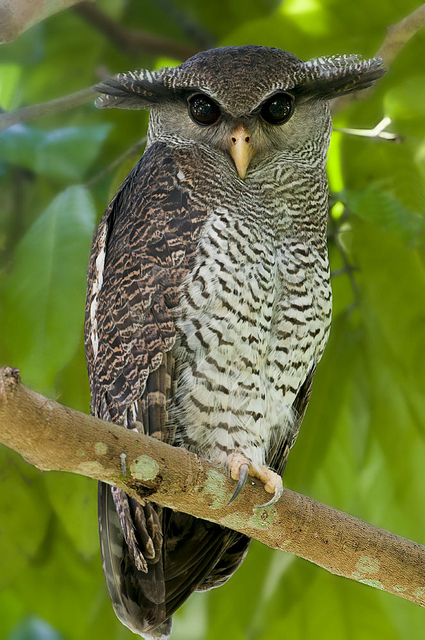 Pretty Barred eagle-owl