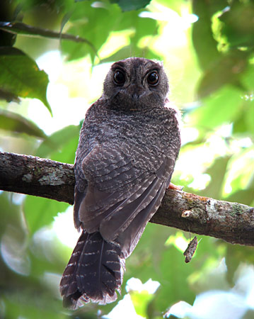 Barred owlet-nightjar