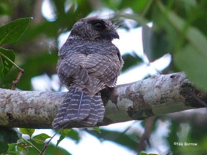 Pretty Barred owlet-nightjar