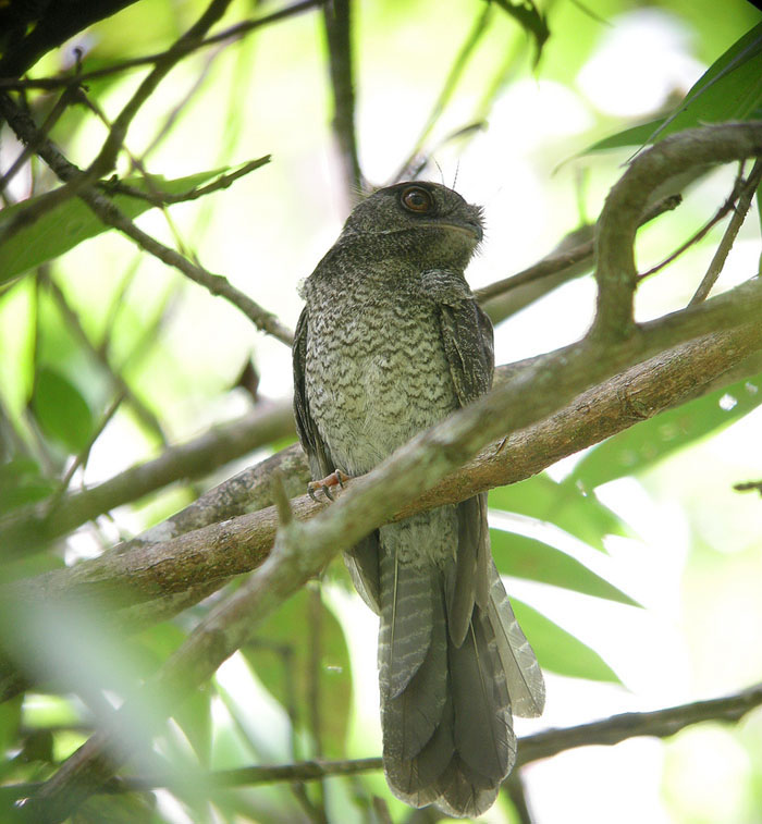 Pretty Barred owlet-nightjar