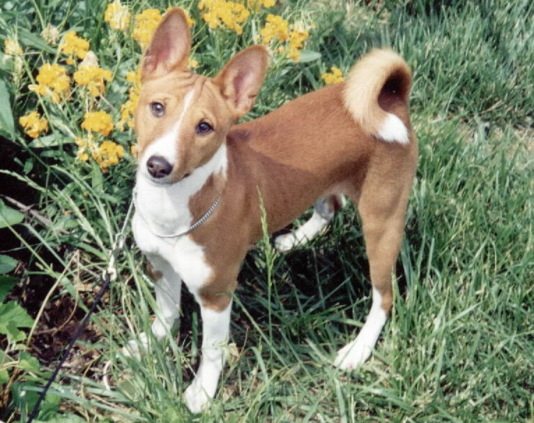 Basenji - Dog Breed