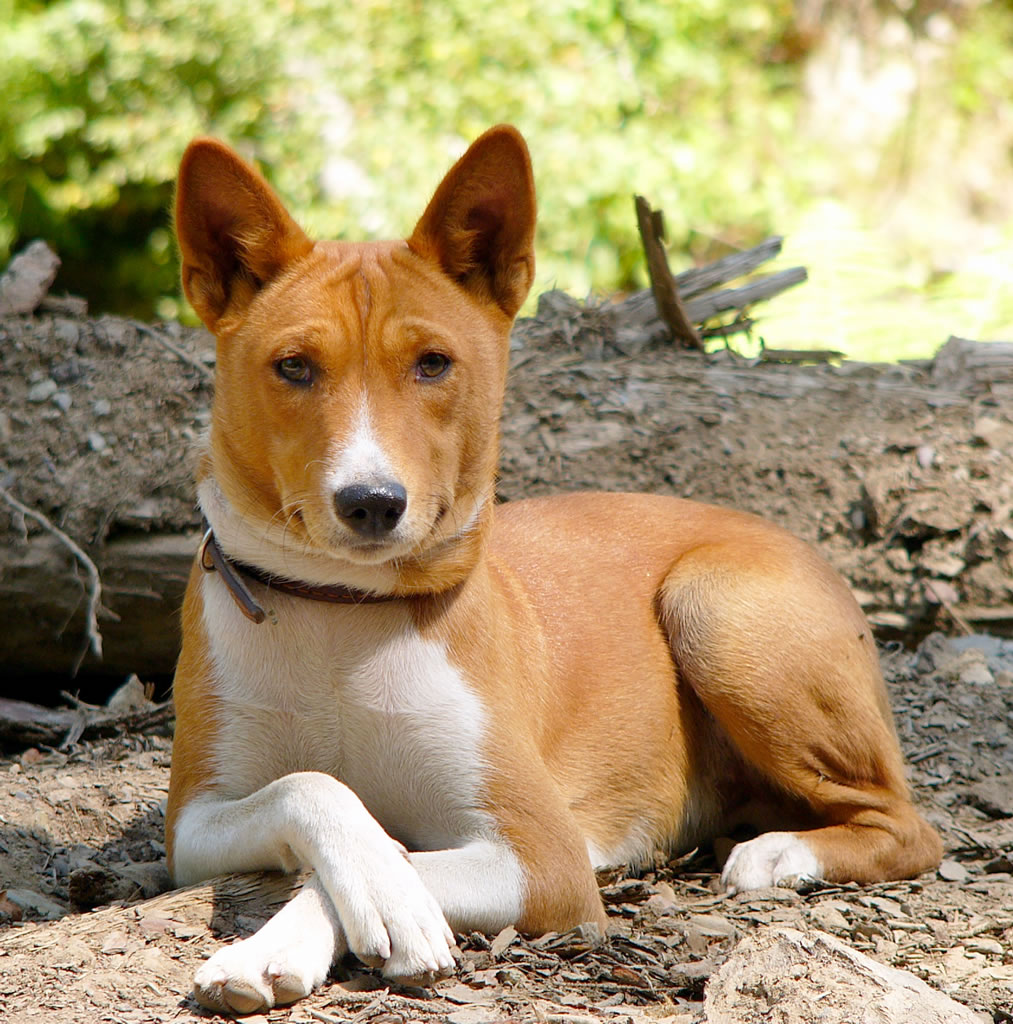 Nice Basenji - Dog Breed
