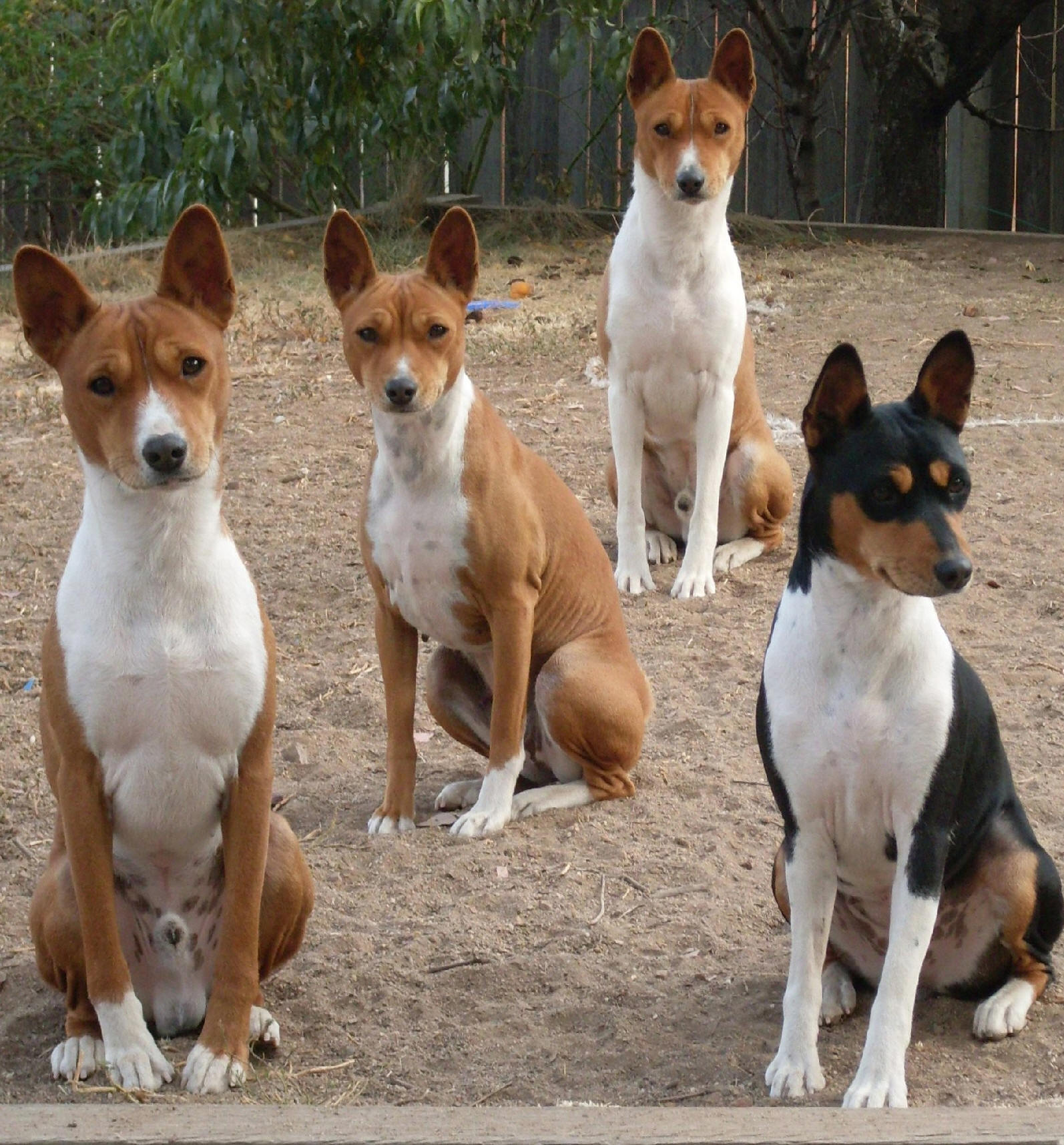 Cool Basenji - Dog Breed