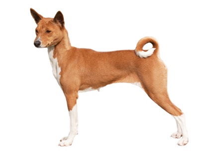 Photo Basenji - Dog Breed