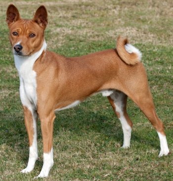 Basenji - Dog Breed wallpaper