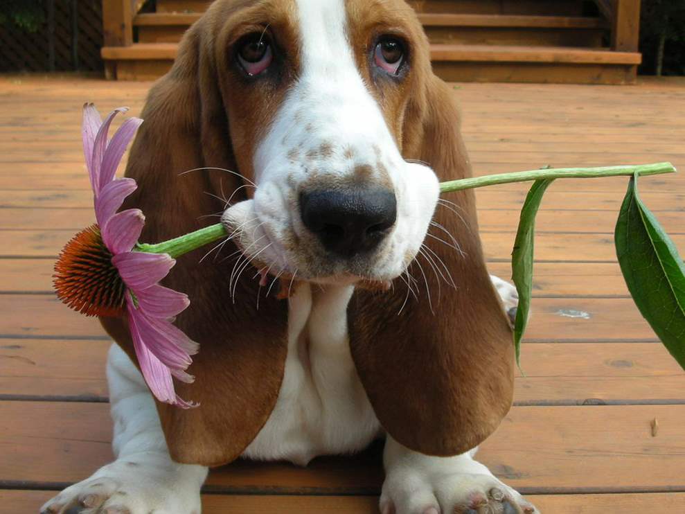 Nice Basset Hound - Dog Breed