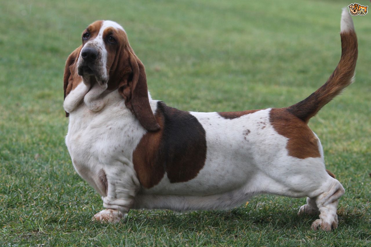 Cool Basset Hound - Dog Breed