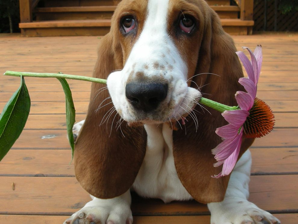 Pretty Basset Hound - Dog Breed