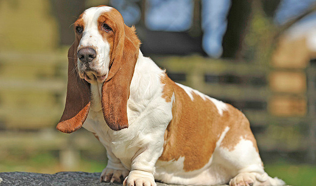 Cute Basset Hound - Dog Breed