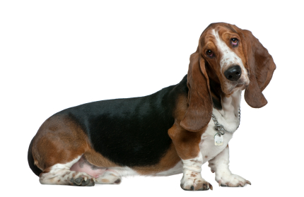Wallpaper Basset Hound - Dog Breed