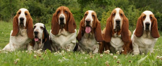 Photo Basset Hound - Dog Breed