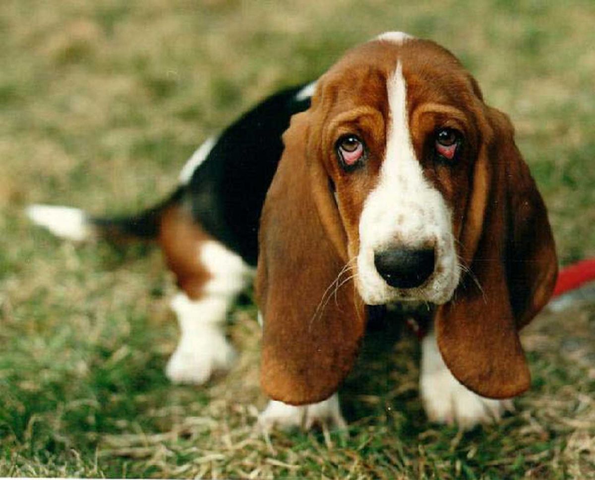 Basset Hound - Dog Breed photo 